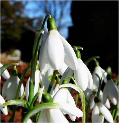 Schneeglöckchen galanthus - schneeglöckchen,