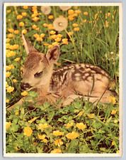 Rehkitz Fawn Baby Deer Flowers