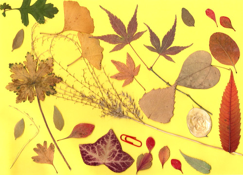 Herbarium getrocknete