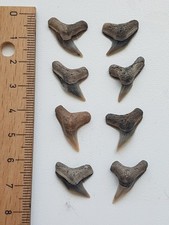 Fossilien, Haizahn, Haizähne