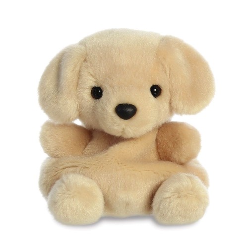 Sunny labrador dog - pp,