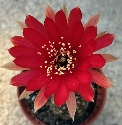 Lobivia tegeleriana ms980 - lobivia,