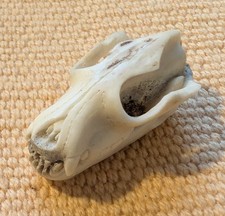 Mini Bären Schädel Bär