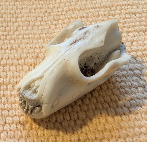 Mini bären schädel bär - bären,