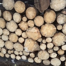 Brennholz Stammholz 1 m Stücke von privat PLZ 96515 / 96257