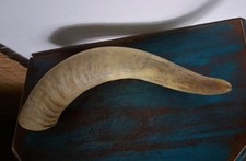 Großes  Ochsenhorn Stierhorn Rinderhorn Kuhhorn Horn Trinkhorn 40 cm Dekoration