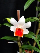 Orchidee Einzelstück