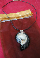 50% Rabatt Nautilusmuschel