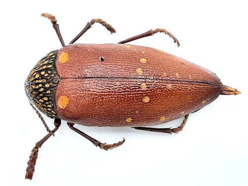 Buprestidae sternocera - buprestidae,,