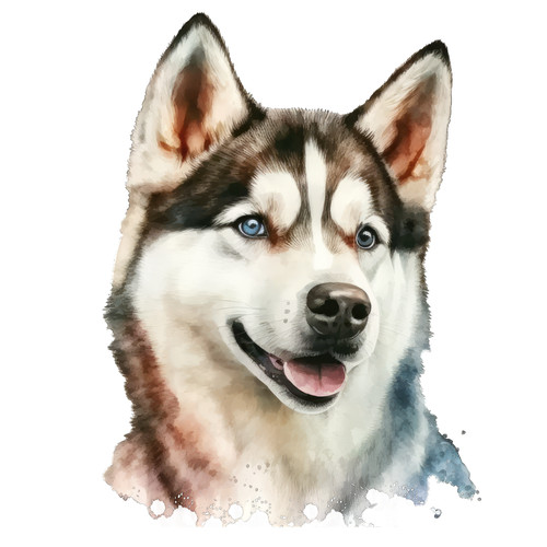 Siberian husky hund - siberian,