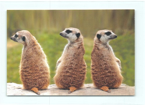 Postkarte erdmännchen - ak,