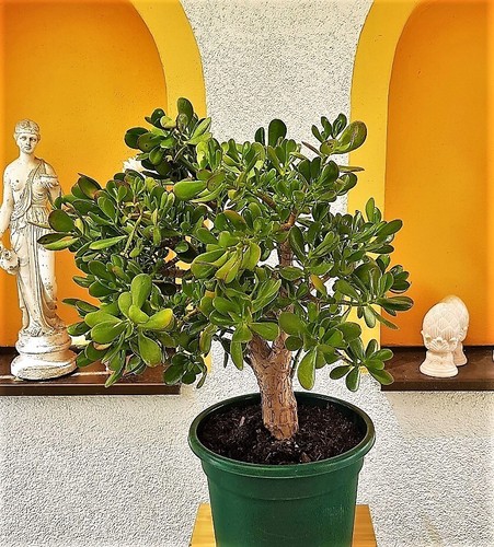 Geldbaum auch pfennigbaum feng - auch,
