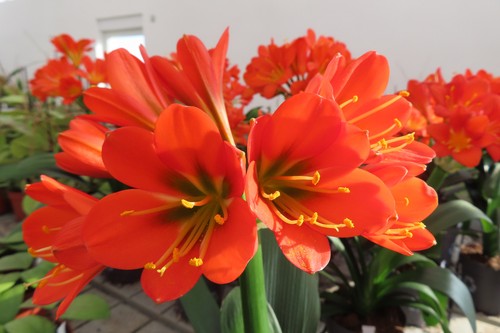 Clivia clivie klivie 11 5 - nr, 4