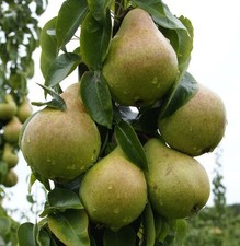 Säulenbirne Condora