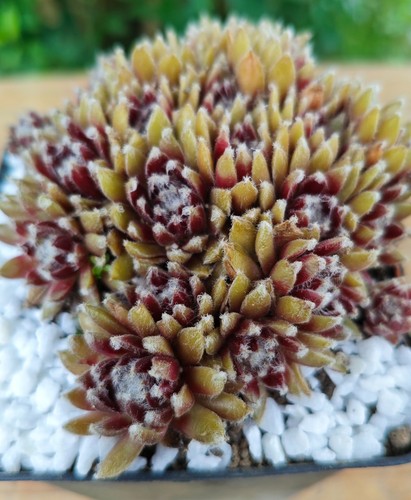 Sempervivum urmina 2x - sempervivum,