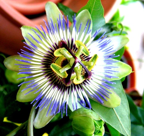 Winterharte passionsblume - winterharte,