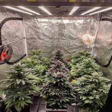 4500W Dimmable LED Grow Light