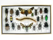 Einzelstück - echte