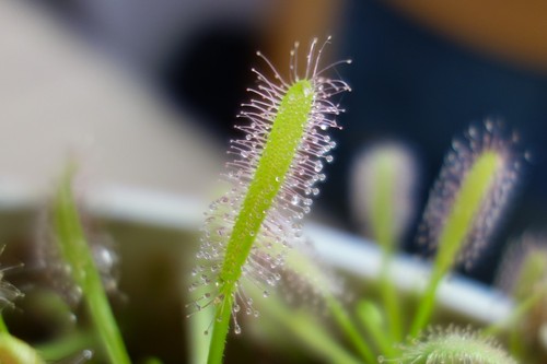 Drosera capensis alba kap - drosera,