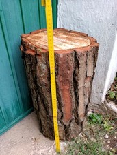 MARITIMER KIEFERNSTAMM cm