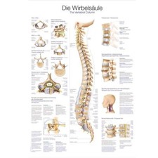 anatomische Lehrtafel Die