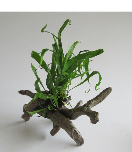 Urwaldbaum mit microsorium - urwaldbaum,