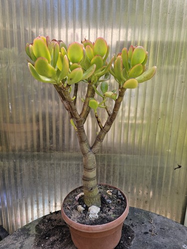 Crassula ovata geldbaum - crassula, ca