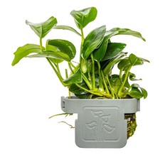 Anubias barteri 'Petite' - Clip - Aquarium Pflanze Tropica 101H CLP