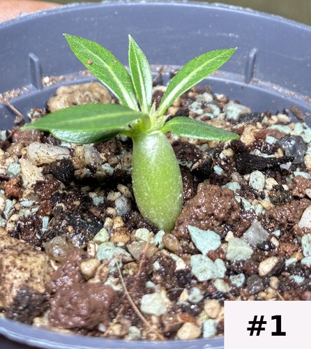 Pachypodium rosulatum