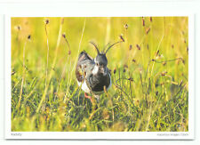 1 AK Kiebitz Regenpfeifer