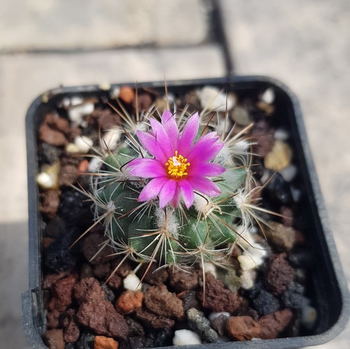Turbinicarpus viereckii kaktus - turbinicarpus,