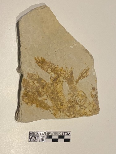 Fischfossil mass mortality - fischfossil,