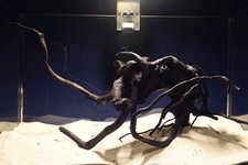 Schwarze Moorwurzel *39cm* /