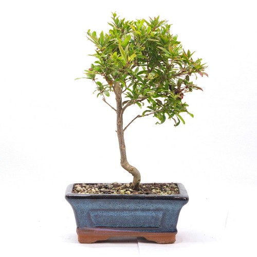 Bonsai granatapfel punica - bonsai,