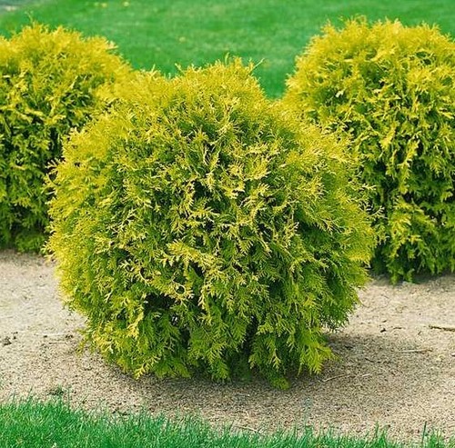 Thuja occidentalis mirjam - thuja,