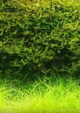 Javamoos 1 Liter bewächst