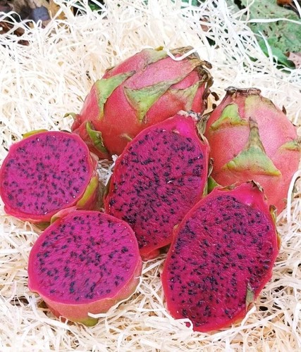 Drachenfrucht rot samen - samen,
