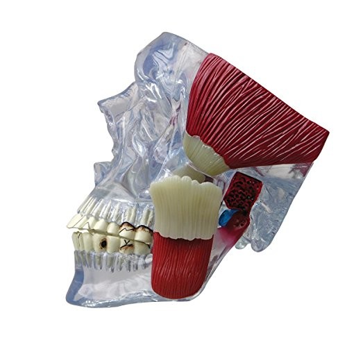 Gpi anatomicals 2880 - anatomicals,