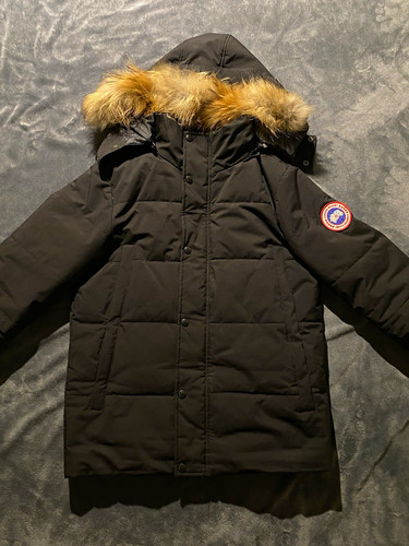 Canada goose jungen - goose,