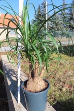 Elefantenfuß Beaucarnea