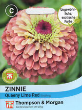 Zinnie 'Queeny Lime Red' - Zinnia elegans, Samen, 84855