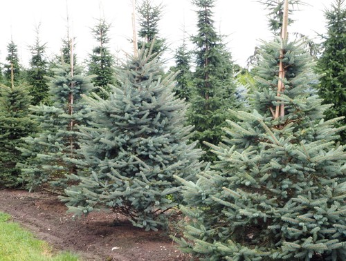 Blaufichte picea pungens - picea,