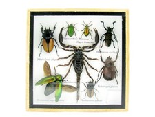 Einzelstück - echte