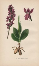 Orchis spitzelii - Spitzels Knabenkraut CHROMOLITHOGRAPHIE von 1904 Orchideen