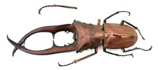 Lucanidae, Cyclommatus