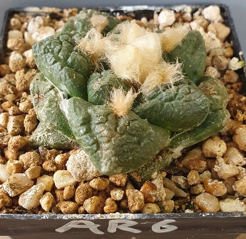 Ariocarpus auf eigenen - ariocarpus,