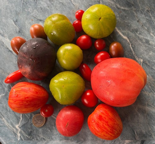 Tomaten samen - tomaten,