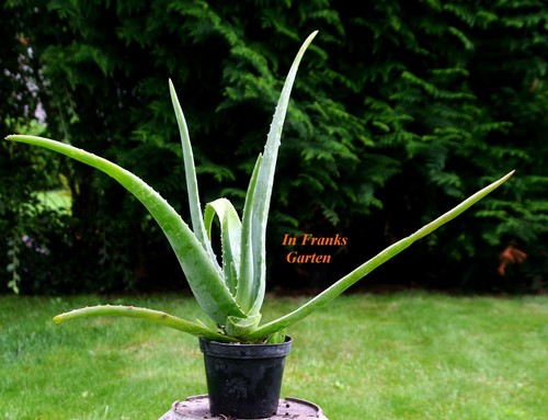 Aloe vera barbadensis - aloe,