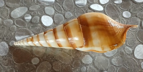 Muschel tibia curta cm - tibia,