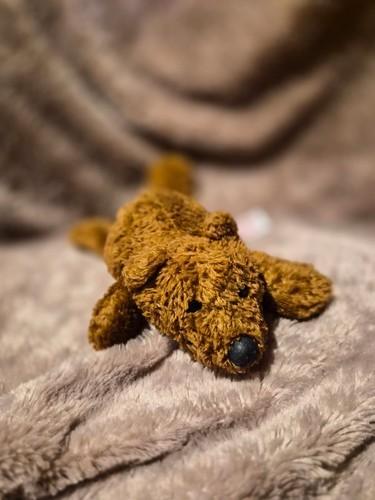 Kleiner brauner liegender hund - liegender,